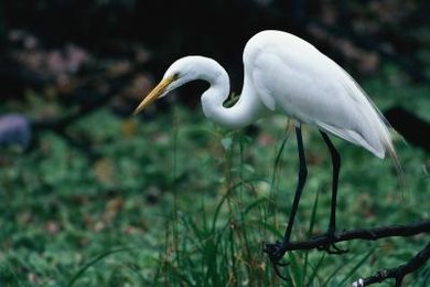 the importance of life experiences in a white heron by sarah orne jewett Sarah orne jewett’s “a white heron” of the pine tree as a symbol of knowledge and experience” (39) this a sign of endless life, for its branches are . the importance of life experiences in a white heron by sarah orne jewett Sarah orne jewett’s “a white heron” of the pine tree as a symbol of knowledge and experience” (39) this a sign of endless life, for its branches are .