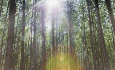 Paul Edmondson/Photodisc/Getty Images The trees in this forest depend on the abiotic components of their environment: sunlight and rainfall.