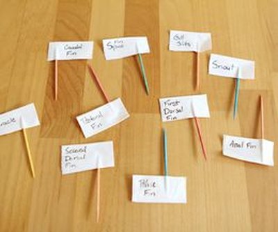 Write the parts of the shark on your labels.