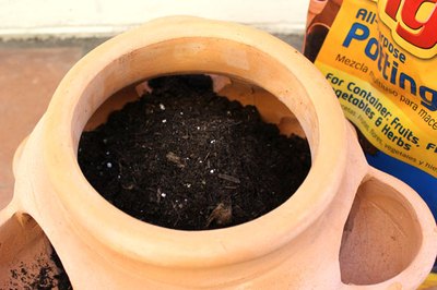 Fill the pot with soil