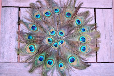 Peacock feather placemats