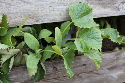 Cucumber plants will thrive in a raised bed like this one.