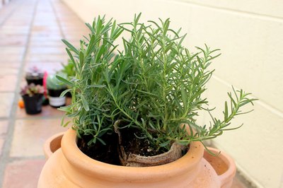 Place herbs at the top