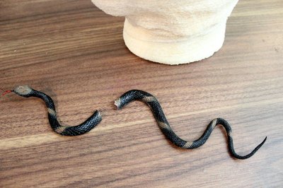 Cut a rubber snake into two