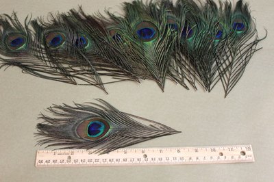 Cut peacock feathers to 8 inches.