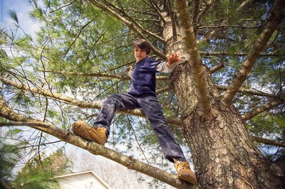 Check trees to make sure they are sturdy.