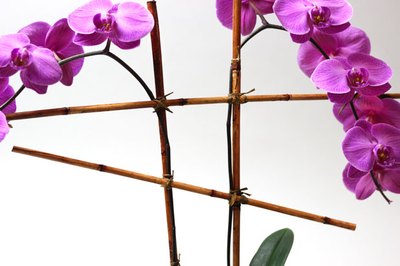 Create bamboo scaffolding