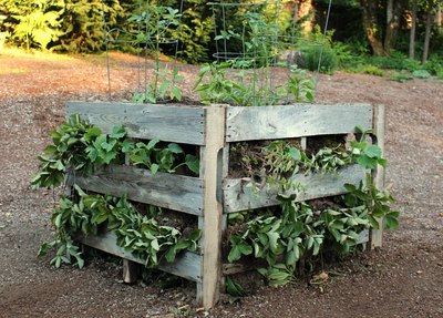 Now all that's left to do is watch your plants thrive in your homemade wood pallet garden.