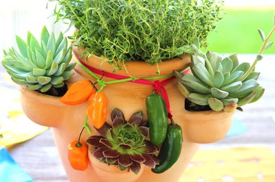 Caring for the herb and succulent garden