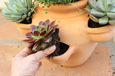 Transplant succulents in the pockets