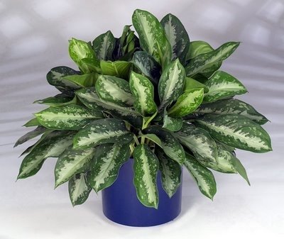 Aglaonema is a tough plant with distinctive green leaves that have a number of patterns depending on the species.