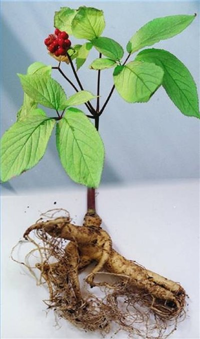 About Different Types of Ginseng