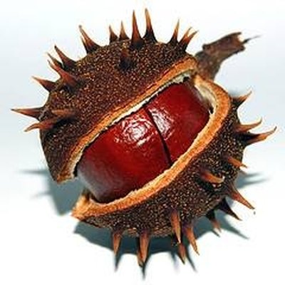 A ripe chestnut that has fallen from the tree.