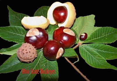 Nonedible Buckeyes from Ohio-A type of Horse Chestnut.