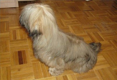 Lhasa Apso listening; photo by WOLFa/Wikimedia Commons
