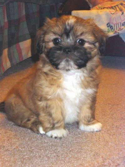 8-week-old puppy; photo by Annette Wolfe/Wikimedia Commons