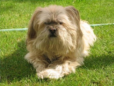 11-year-old Lhasa apso; photo by Arnold C/Wikimedia Commons
