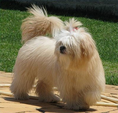 About Lhasa Apsos