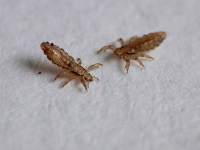 How Does Tea Tree Oil Treat Lice?