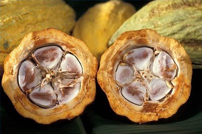 Cacao pod