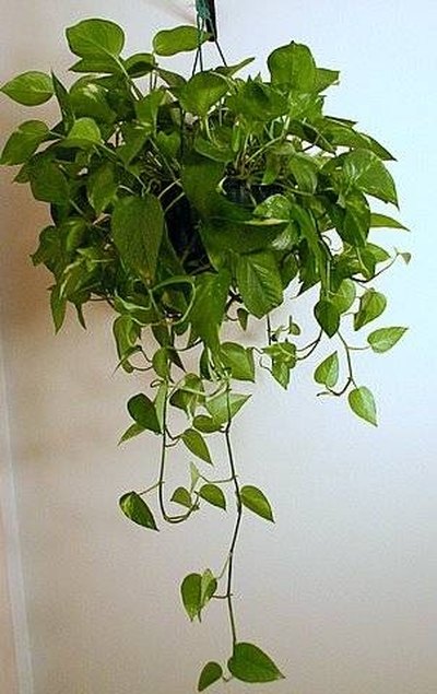 Pothos