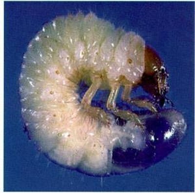 White Grub