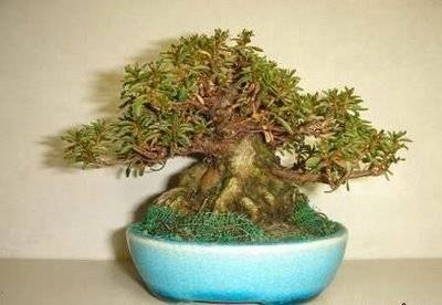 Another bonsai with pot example