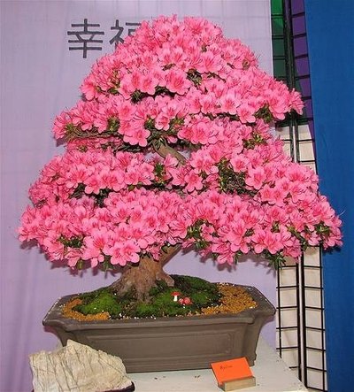 Bonsai with pot example