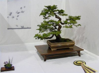 Bonsai with pot example