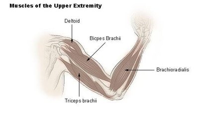 Arm muscle groups