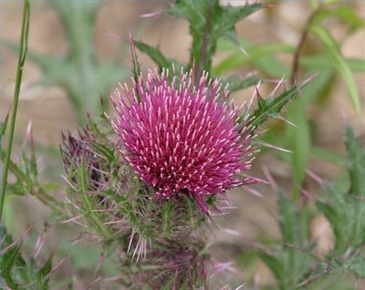 Milk Thistle Flower