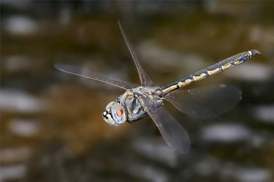 Dragonfly