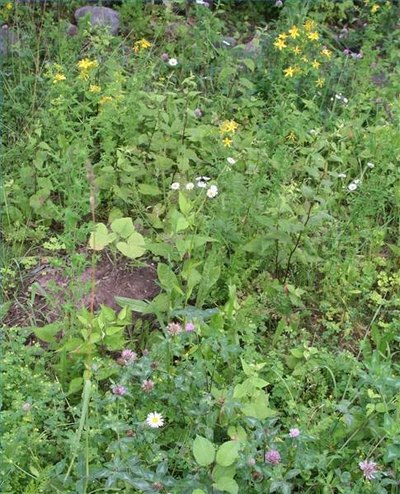 Flowering Plants and Grasses