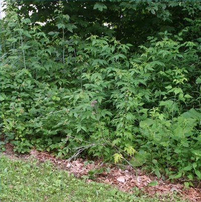 Berries Begin the Shrub Stage