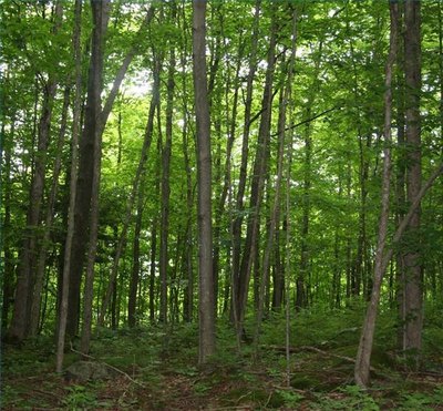 Thick Growth of Young Trees