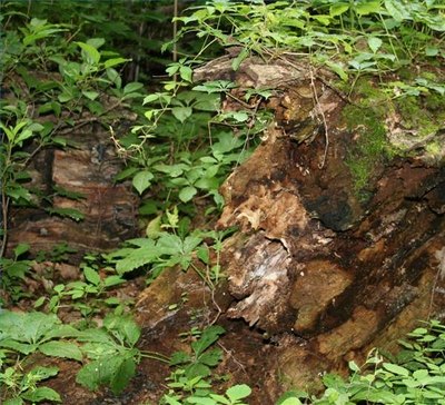 Openings in Climax Forest Restart Succession