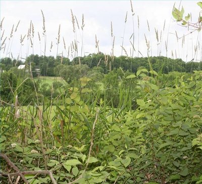 Five Stages of Plant Succession