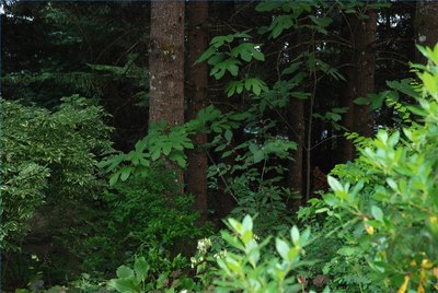 Woodland Garden