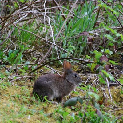 Bunny
