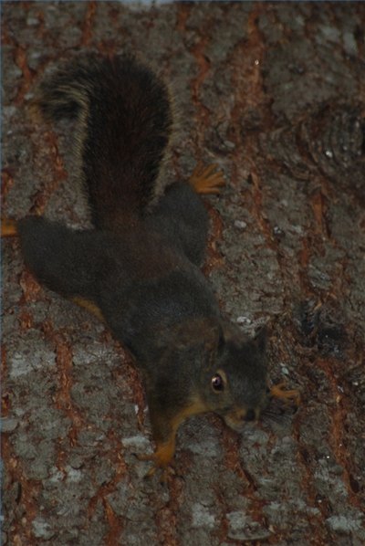 Squirrel