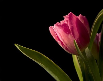 Tulip