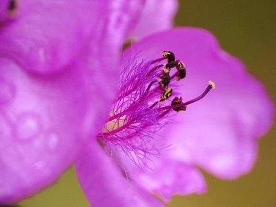 Pink Spiderwort
