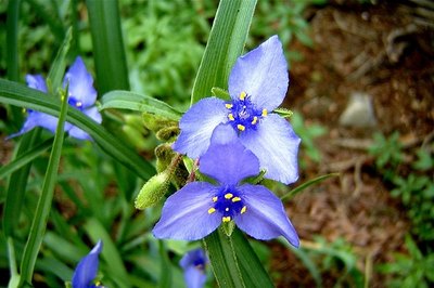 Blue Spiderwort