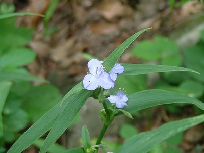 Virginia Spiderwort