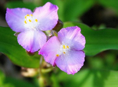 Ozark Spiderwort