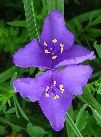 Spiderwort in Bloom