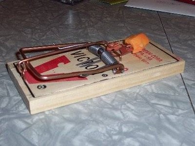 Baited rat trap