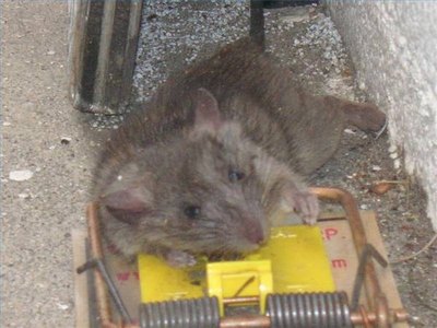 Trapped like a rat