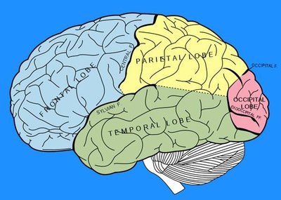 Sections of the Human Brain