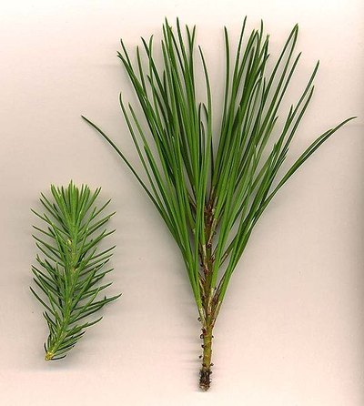 Pine tree needle variations / Photo: Wikimedia Commons